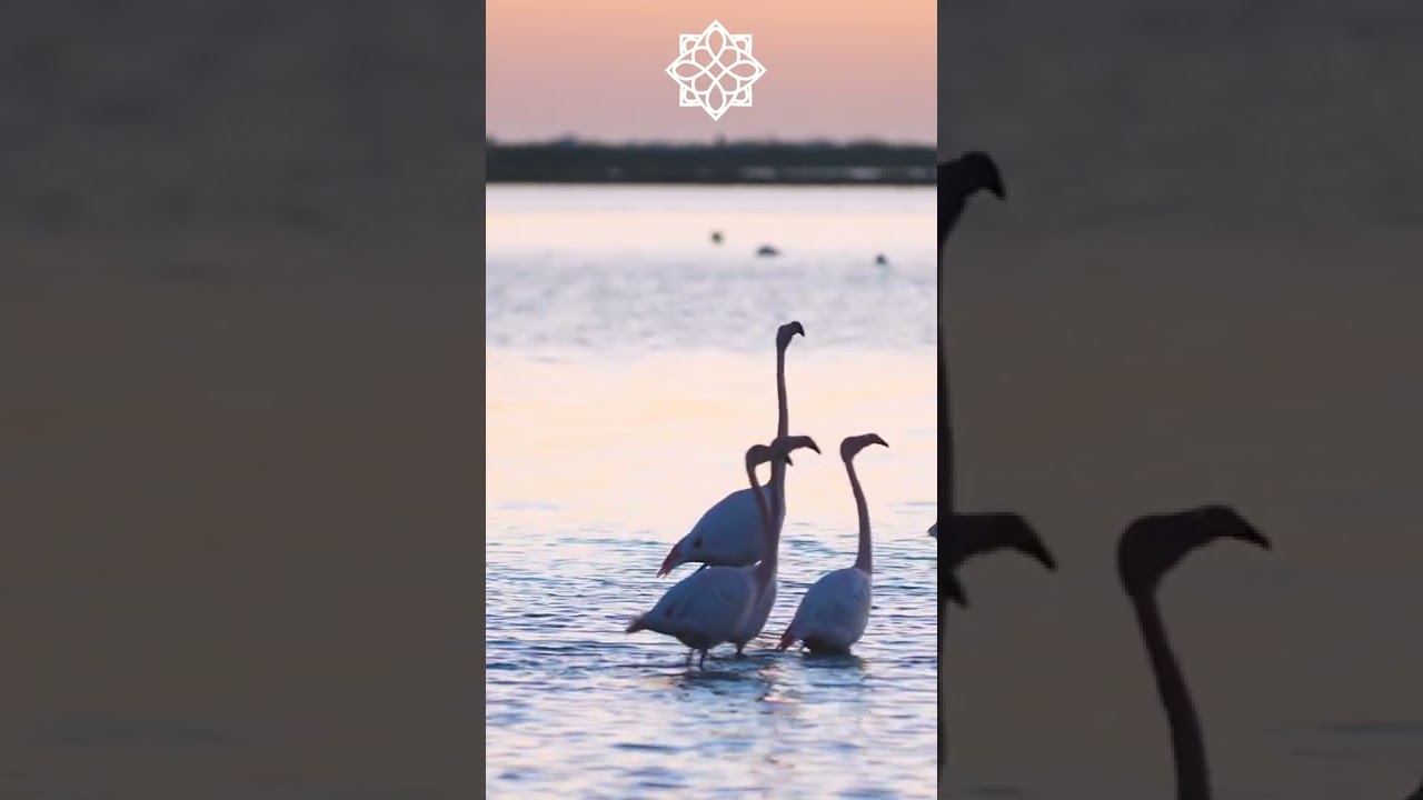 Ver Dan Gibson’s Solitudes - Path to Enlightenment | Zen Escape #shorts en YouTube Ver Dan Gibson’s Solitudes - Path to Enlightenment | Zen Escape #shorts en YouTube