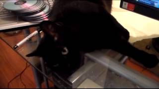 Rachel The Bombay Cat With Music - Emmy Palmer's Little Things by Jason P 2,366 views 8 years ago 3 minutes, 50 seconds