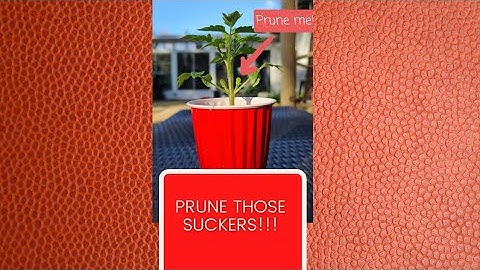 Tomato Planting Tip: Prune those suckers #shorts