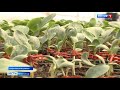 В овощеводческом хозяйстве Корочанского района начали прививать арбузы на тыкву