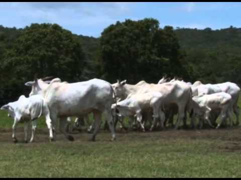 LOTE 26 SBX 4401   113 MRC 4000 MRCL 284 OURO 959 MRC 3861 QUI 6861 MRC 4834 APAN 9821