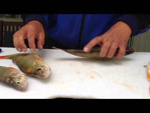 Video: Kuinka Leikata Kala Fileiksi