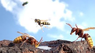 Hornets Flying In Slow Motion