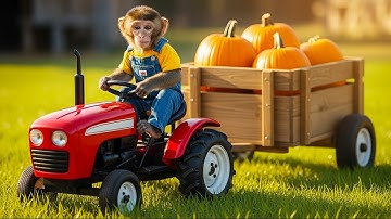 Monkey Pupu Drives a Mini Tractor to Harvest Pumpkins 🎃🚜 | Cooking Something Tasty