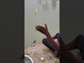 amazing fish catching 😳#shorts #viralshorts #fish #fishing #amazingfish #trendingshorts