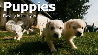 Cute Puppies [Playing in backyard] 4k