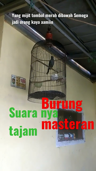 masteran murai batu kacer cucak ijo, inilah burung jalak rio rio gacor