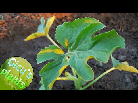 Video: Pepene Verde - Beneficii și Daune, Cum Să Crească Un Pepene Verde într-o Seră și în Câmp Deschis?
