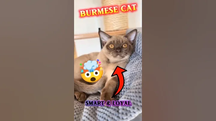 Watch the video about Burmese Cat Facts You Didn’t Know! 🐱 | Smart & Loyal Cat Breed #cat #didyouknow #shorts
