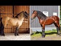 Horse SOO Cute! Cute And funny horse Videos Compilation cute moment #80