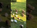 Cute Puppy #viral #funny #cute #puppy