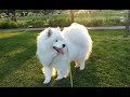 Senba the Samoyed keeps asking for treat! / playing with his dog friends