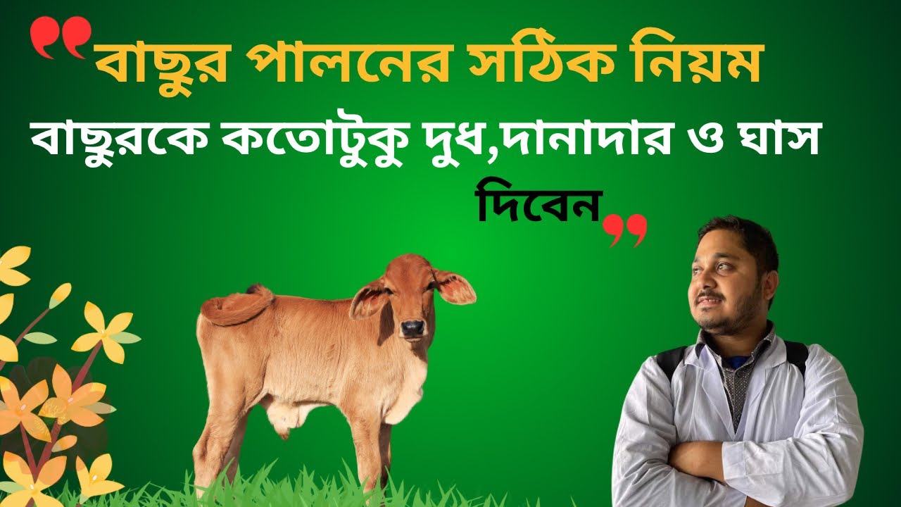 বাছুর পালনের সঠিক নিয়ম| বাছুরকে কতোটুকু দুধ,দানাদার ও ঘাস দিবেন| ভিডিও-১৩৬|