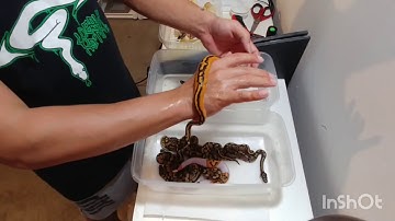 Amazing Ball Python Clutch! Did they all survive?? LBX-20-02 Cleanup and reveal!