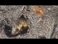 砂浜にコガネムシの幼虫!?