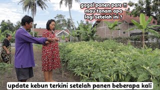 Update kebun terkini setelah panen beberapa kali