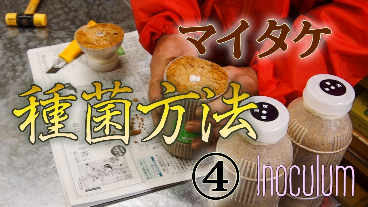 舞茸菌の育て方【まいたけ培養】