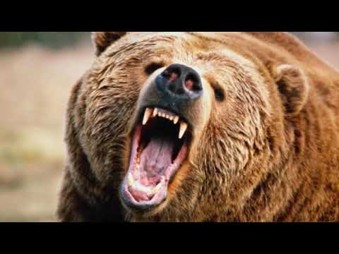 Почему медведь   символ России