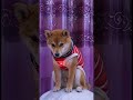 レーザーの赤点 ?