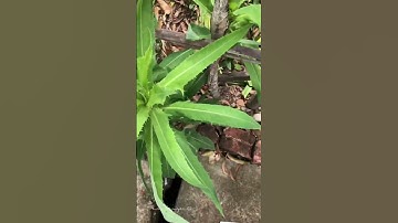 Bồ công anh Lactuca indica điều trị sưng vú tắc tia sữa