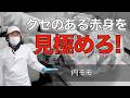 【 内モモ 】肉質の違う部位。あなたは見分けられますか？vol.163