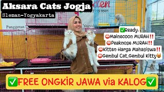 Kitten Peaknose harga Murah!! || Promo Free ongkir || Pejantan Maine Coon READY || Aksara Cats Jogja