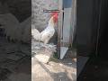 I'm as tired as this hen🤣😭 #funny #lol #relatableshorts #africananimals #ytshorts