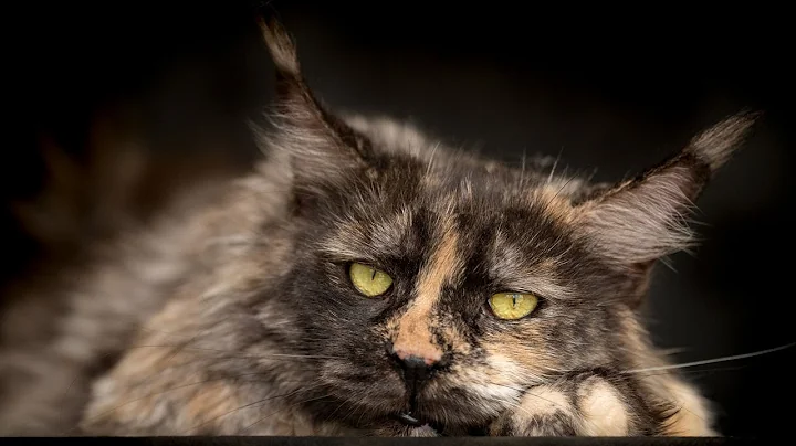 Watch the video about Meet Jaga | Polydactyl Maine Coon girl.