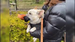 Dog gets beer toy by WG Fans 51 views 1 month ago 2 minutes, 8 seconds