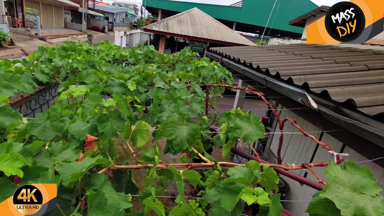 ปลูกองุ่นในถัง ตอนนี้ใกล้จะได้ตัดแต่งกิ่งเอาลูกแล้ว