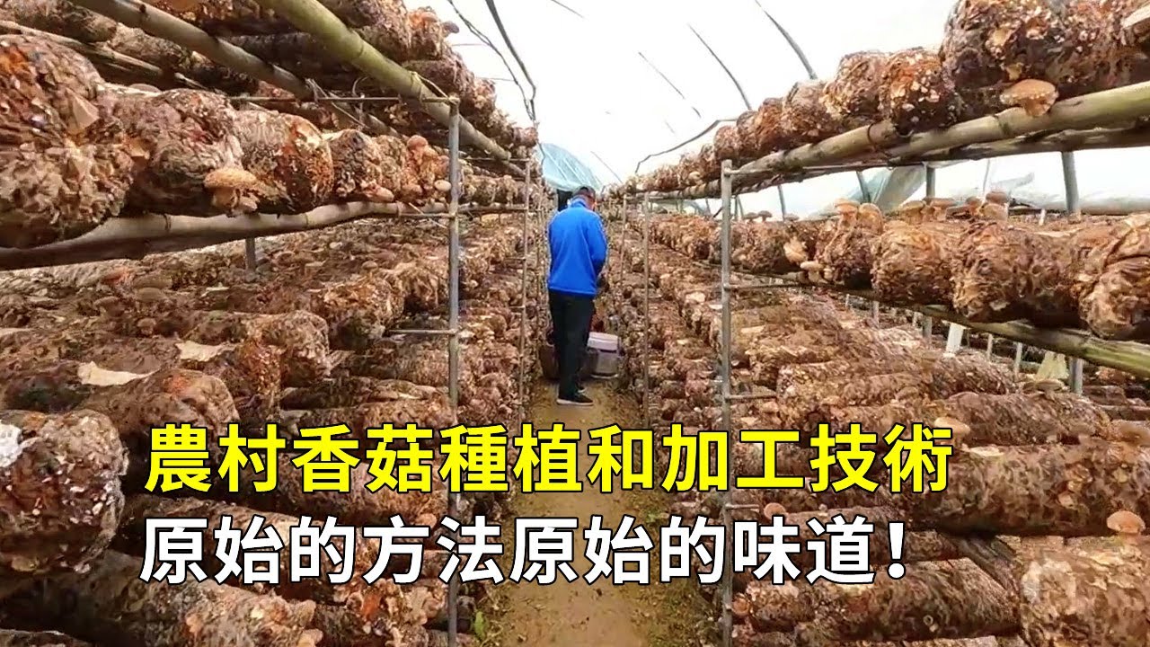 農村香菇種植和加工技術，原始的方法原始的味道！Rural shiitake mushroom cultivation and