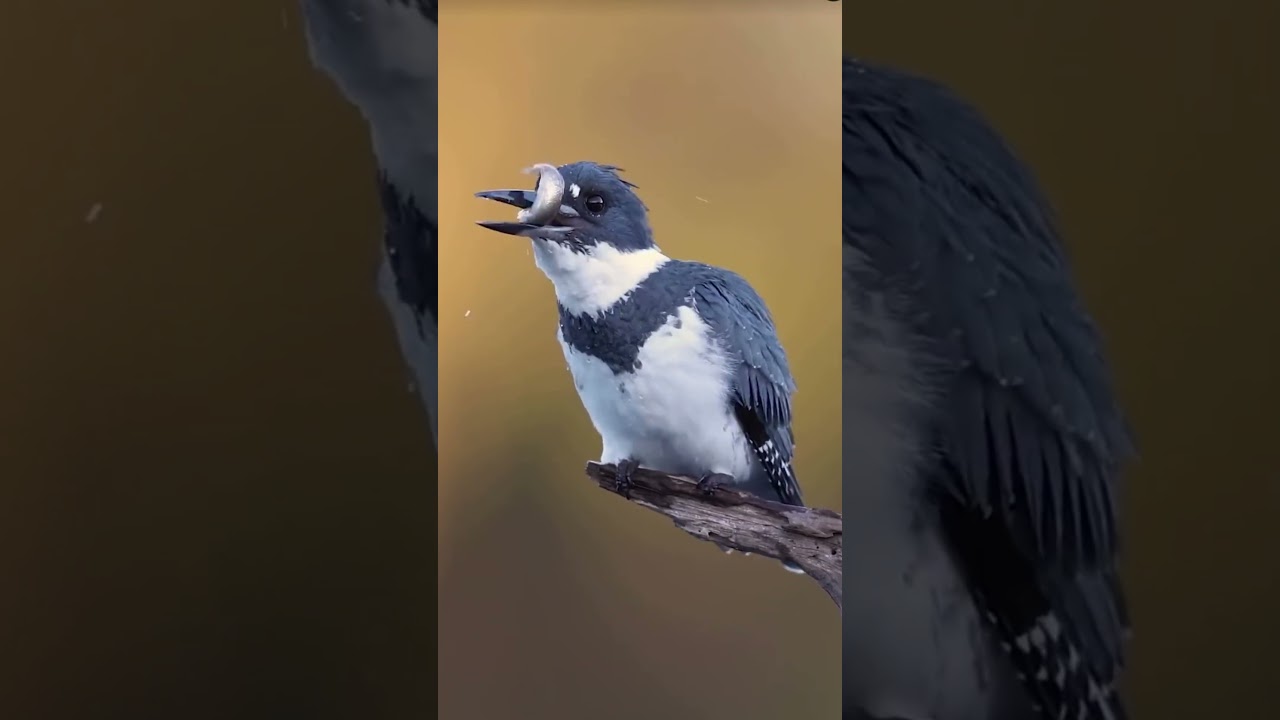 The cute little bird in the wind and rain.[AI Content]. 