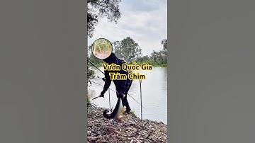 Trải nghiệm câu cá tra tại vườn quốc gia tràm chim #camr1 #camr2 #camr3