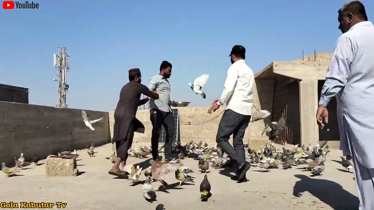 Total Score 84 Or 72 || 8 Kabutar Aye || 2nd Day || Murtaza V/S Wajji.. 😀