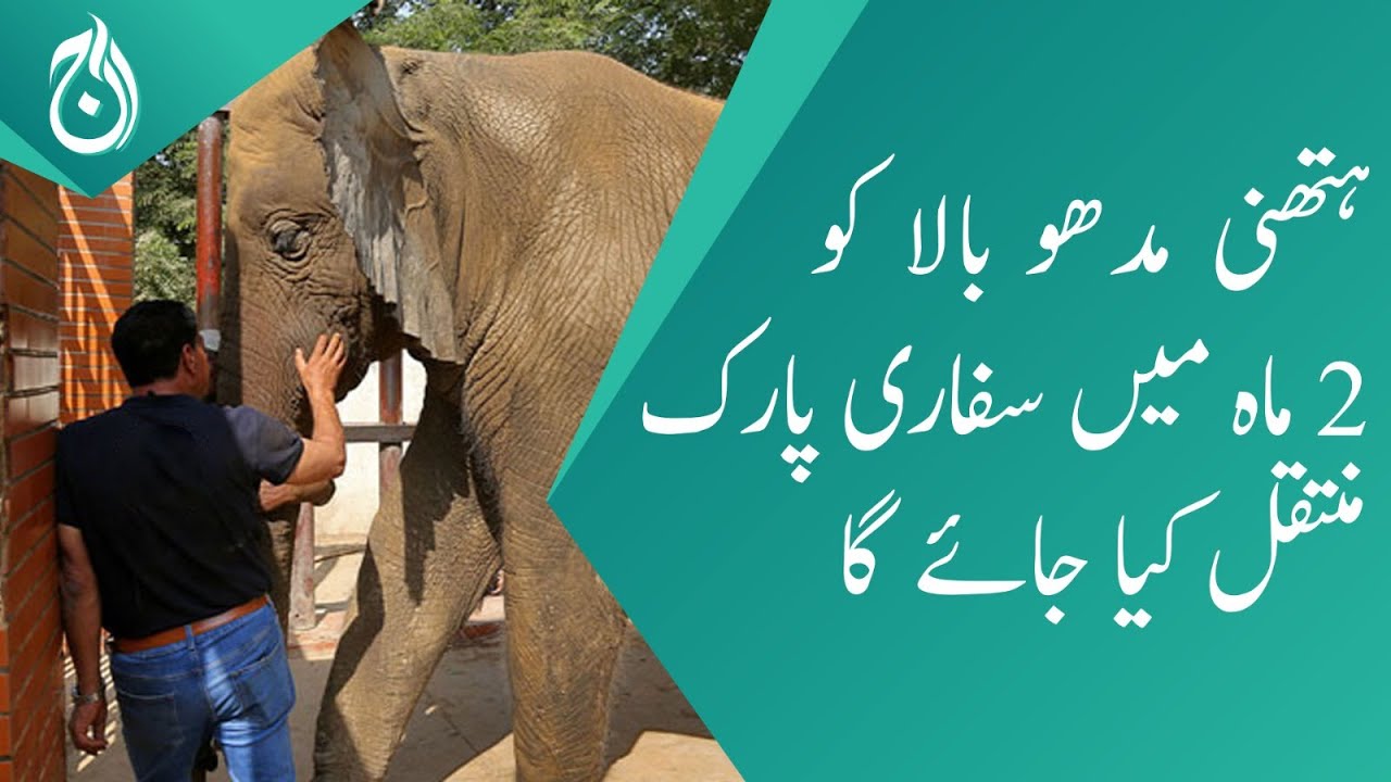 Elephant Madhubala Will Be Transferred To The Safari Park In 2 Months