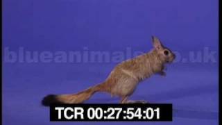 Springy the spring hare runs away