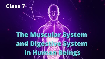 7th Science | Muscular System and Digestive System in Human Beings | Chapter 12 | Maharashtra Board