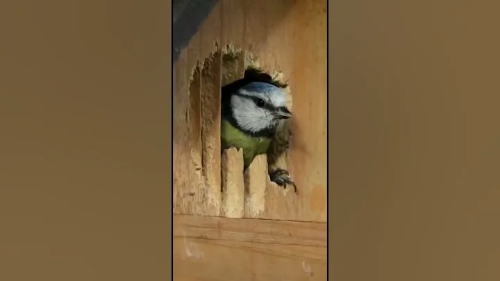 how to make a real bird nest #bird #shorts #gardendecor #birdhouses