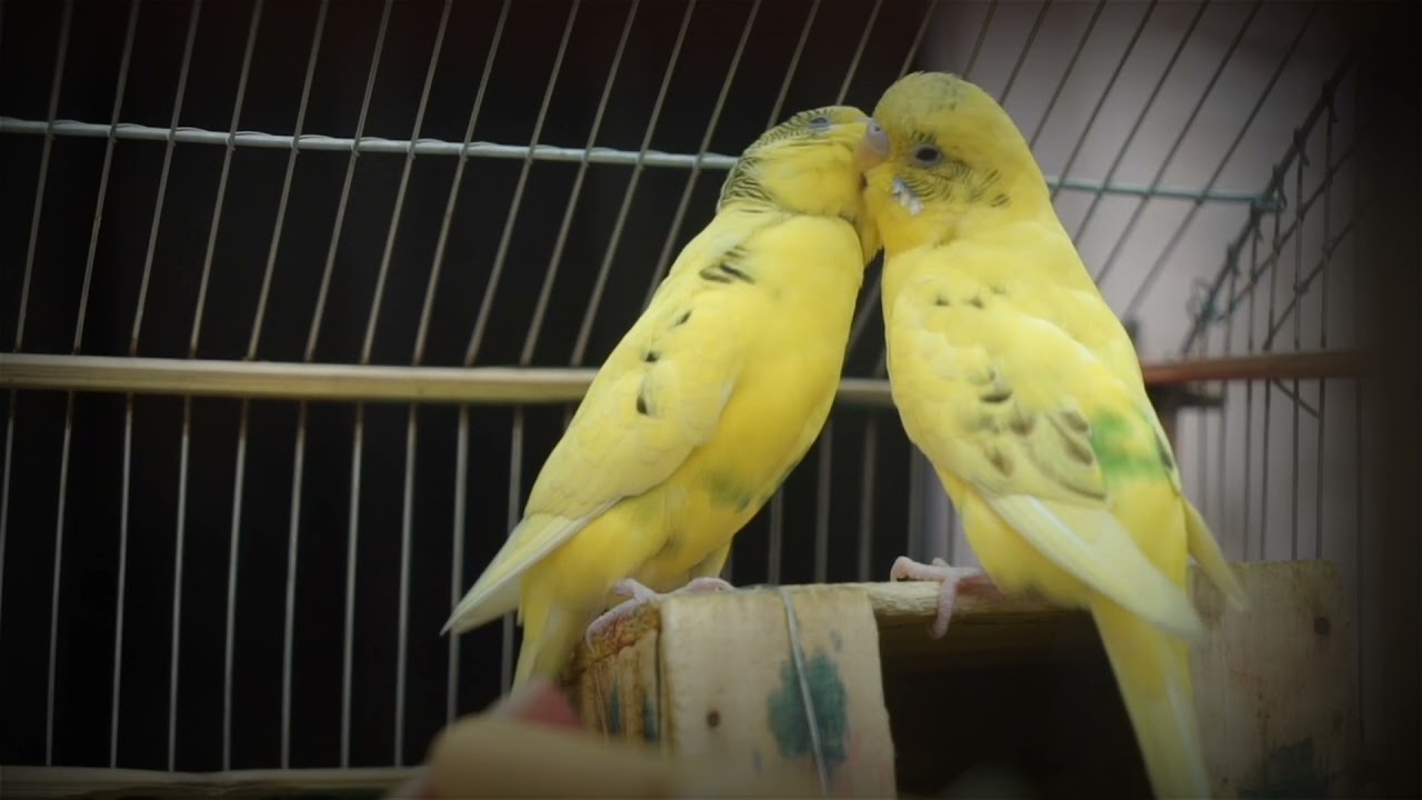 ❤️Bird kiss whatsapp status💝love bird ||kiss status||trending kiss whatsapp status||bird kiss status