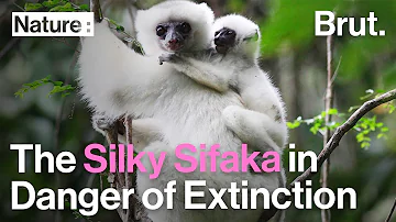 The Silky Sifaka, a Lemur in Critical Danger of Extinction