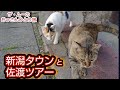【新潟タウンと佐渡ツアー】ザ・ムーのおっさんひとり旅