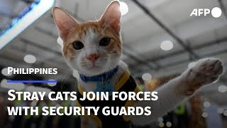 Stray cats join Philippine security guards | AFP