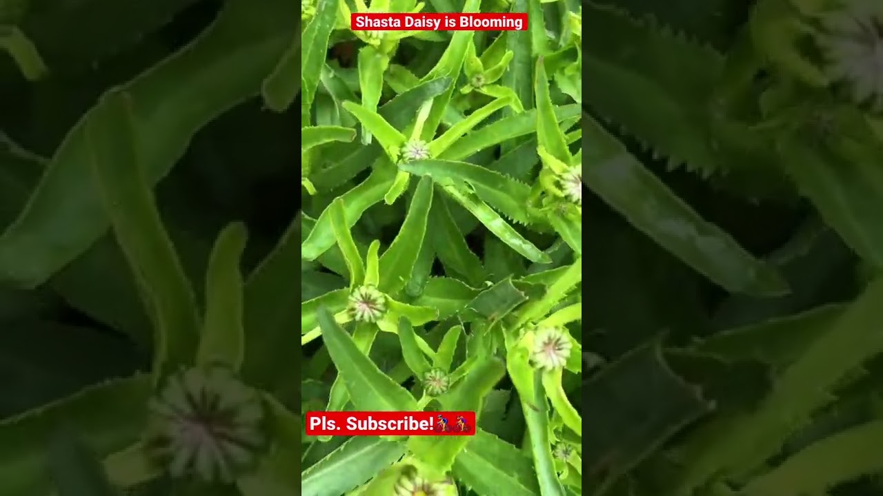 Shasta Daisy Plant Update 1
