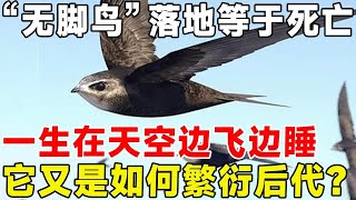 “无脚鸟”落地等于死亡,一生在天空边飞边睡,它又是如何繁衍后代？#科普 #科普頻道