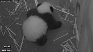 Giant Panda Cub's First Steps