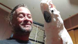 Adopt dont shop!!!! the parrots that we have in our lives need as much
can give them, while they are trapped homes and cages. this new little
do...