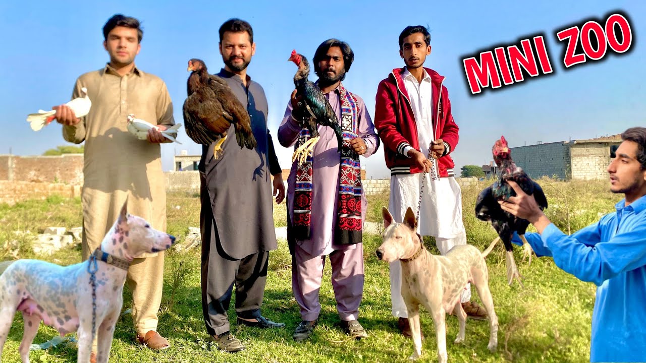 Visited at Mini Zoo 😍 |ukhan vlogs| 