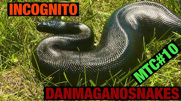 Meet the collection: Part 10, Incognito my beautiful Sumatran short tail