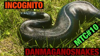 Meet the collection: Part 10, Incognito my beautiful Sumatran short tail