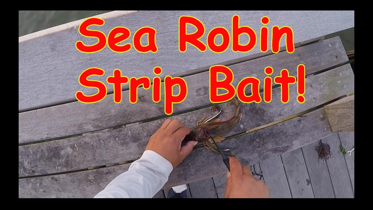 Fluke fishing using Sea Robin Strips